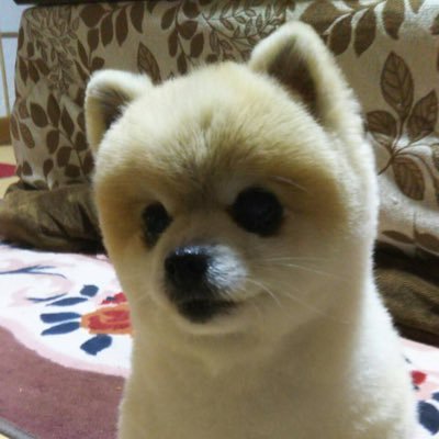 Jasmyに投資してます。元素騎士MVもステーキング中❣️ 元素騎士オンラインゲーム始めました。宜しくお願いします🤲