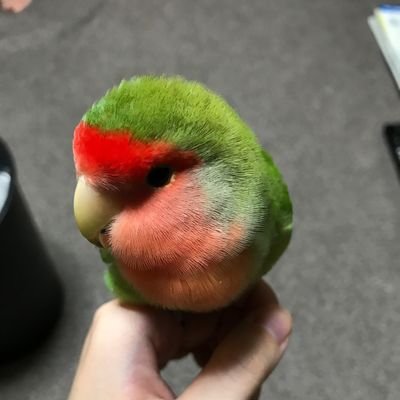 ゆう(25卒CGアニメーター)さんのプロフィール画像
