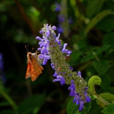 AnniePhotonft's profile picture. Im a lover to capture moments and cultures with my photos.
soon my nfts 💥🗺️