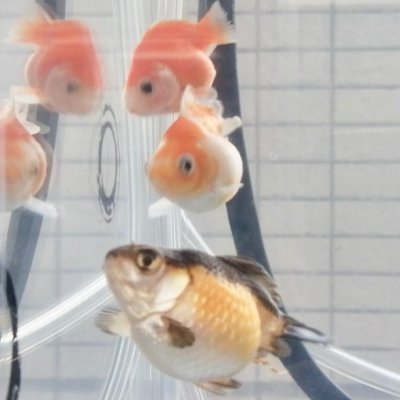 🎷🐡🐠🎺 金魚各種メダカϵ( 'Θ' )϶ 法人~派生アカウントです。
世話係の職場と自宅でのド素人お魚飼育・日々思う事や行動の様子
無言フォロー🙇♀️投稿見せて貰うだけで無言イイネ連発🙇♂️自分の事ばかり🙏日本トロリーモデルクラブ_お手伝
会社PCで閲覧投稿・マイク無しカメラ無し・ 🐈 1匹