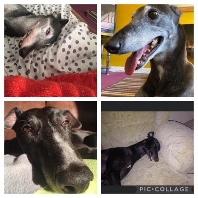 Mum of 3 ,1greyhound Daisy. Wally, Star and Evie at 🌈 hate the tories with a passion . animal rescuer , anti racing, anti hunting, vegan . now have a cat too