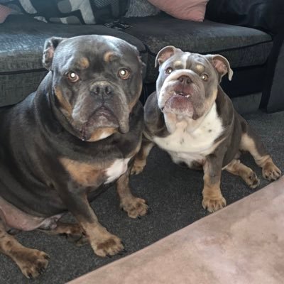Bubba 4 years old English bulldog 🐶 Ollie 10 months old bulldog 🐶 Bestfriends 💙💙 #bulldogs #englishbulldog #bulldoglover