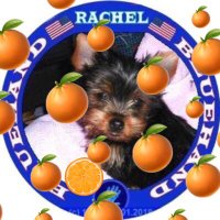 Rachel the Lionheart🦁❤️🐈🐩🍊(@YorkieSpace) 's Twitter Profile Photo