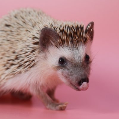 りっぷさんのプロフィール画像