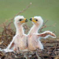 The Eagle flies free (@fa21519230) 's Twitter Profile