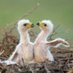 The Eagle flies free (@fa21519230) Twitter profile photo The Eagle flies free (@fa21519230) Twitter profile photo