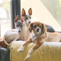 北原さゆり＠高ボッチ高原FM (@kitahara894) 's Twitter Profile Photo