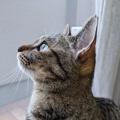 nekokiti12 Profile Picture