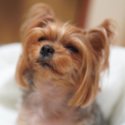 自律神経やまいさんのプロフィール画像