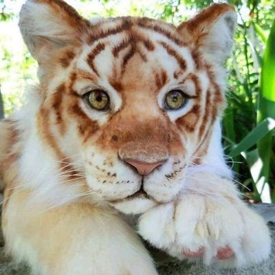 videira_rouse's profile picture. 💚todo verde💚