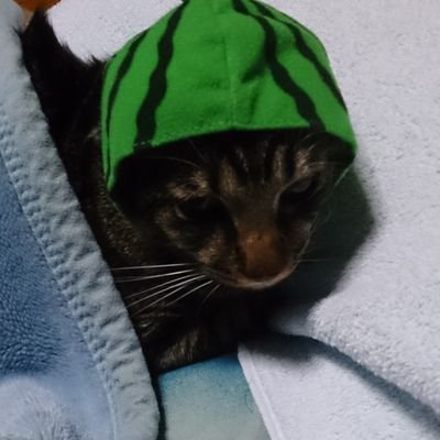 WZU7TKHSrBlkh6Q's profile picture. 🐯🇺🇦こんな時代に個人事業主（2年目）😱💦
気づけば、一人暮らしのご飯アカ❗🥹
今年は、無病息災で頼んます🙏
エロからパチンコ、真面目な話をしておりますm(_ _)m酔ったら、ＲＴ多めです🙏前職お🏠の設備屋さん😊今は何でも屋さん（夏は草刈民代さん…）😅
ちなみに、早めに寝る人ッス（ここ重要🙇）