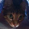 abcdaji's profile picture. わいわい ずとまよ
