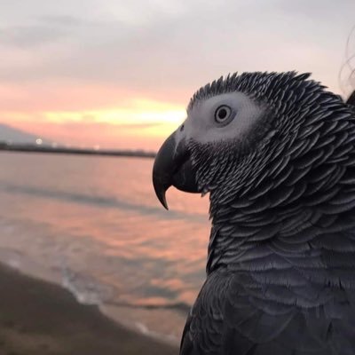 Nonamura's profile picture. 