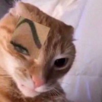 Jake Hill (@jakehil30912032) 's Twitter Profile