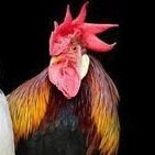 ArekuChang's profile picture. vamo pedir comida