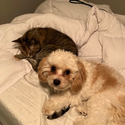 JrdnOrr09's profile picture. Superhero and Jedi Enthusiast. Everything Disney! #Dad #CatDad #DogDad 😺🐶😀👊