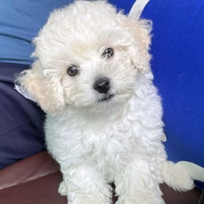 hanenthusiast's profile picture. 🌼