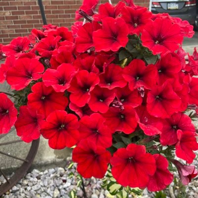 denise_goswick's profile picture. 