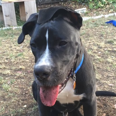 MikeDaDuke's profile picture. Ain’t that something?