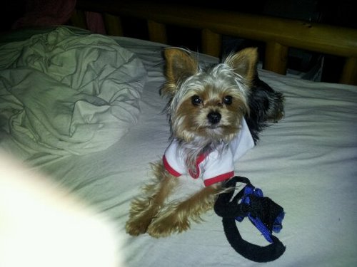 pmjbear's profile picture. 