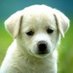 Aditya Shankar (@vegospi) Twitter profile photo Aditya Shankar (@vegospi) Twitter profile photo