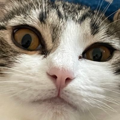 Hi! It’s cute cat page, I like tuna the most 🐟 Thx, Follow Me ❤️ .. meaw 🙀