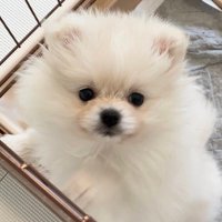 シュー&クリム🐾ポメラニアン (@pome_choucreme) 's Twitter Profile