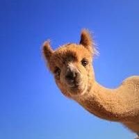 aparekh7's profile picture. 