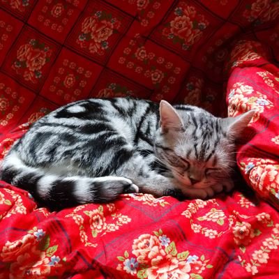 tGEFhmupySv1WMA's profile picture. 語学資格は 英検2級、中検3級&HSK4級､ハン検4級&TOPIK2級  他資格  総合旅行取扱管理者 他。大卒(商&文学士)🎓️ ♂ 社会人 2023は英語に全集中します、目標 英検準1級 他✊‼️