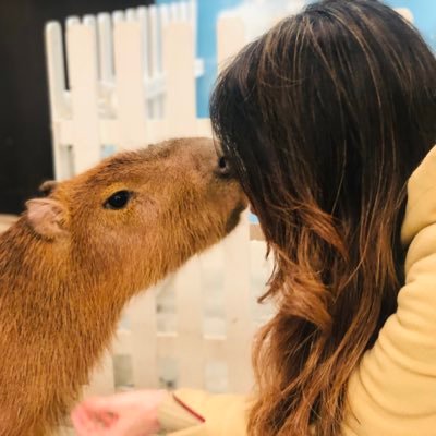 カピバラ大好き…♡ 推しはもふもふふれあい動物園イオンつくばのパピコはん…(*ˊˋ*)♡