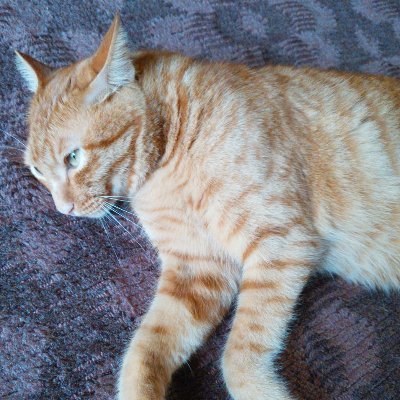 ワンフェス2017冬展示販売 今回、新作2体出展します。 ｢うたのプリンス