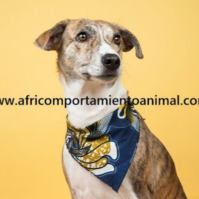 AnimalAfri's profile picture. 