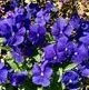 Patriot, Fibromyalgia & M.E., Undiagnosed autism, likely ADHD.
Yeshua