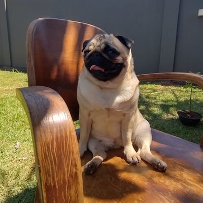 cav_diego's profile picture. Nada de mais! Só mais do mesmo!