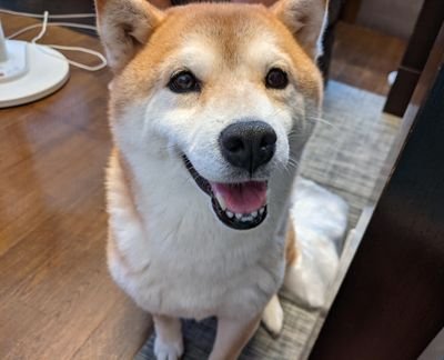 2013年11月生まれの柴犬の女の子です