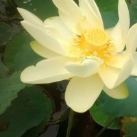 LADYSTELLING OH HUMANITY (@ladystelling) 's Twitter Profile