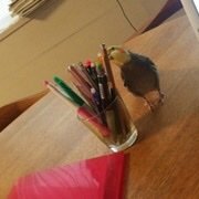 8bpglo8vKTTbo8M's profile picture. 弁理士試験R3年合格者です。 実務講習を受けるにあたり、Twitter開設しました。 法学部卒業→塾業界→憧れの先生と同じ業界で働くべく弁理士試験を受けました。 選択科目は民法のゴリゴリの文系です。 実務講習は電気を選択しました。人生冒険中です。よろしくお願いします。