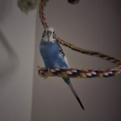 My name is Bru and Im the cutest Budgie ever