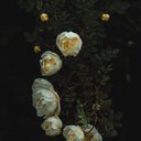 Wesley Sonia - @WesleySonia1 - Twitter