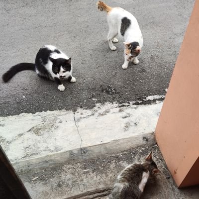 FrankieTjandra's profile picture. 