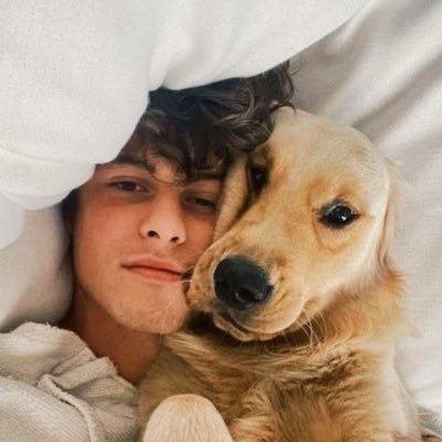 comfort account for shawn mendes as golden retrievers 🦮🤍 | don’t forget to turn on the notifications!