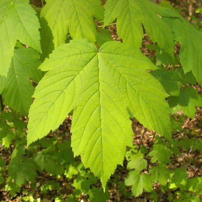 MCPS_Maple Profile