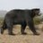 Profile image of arctotherium