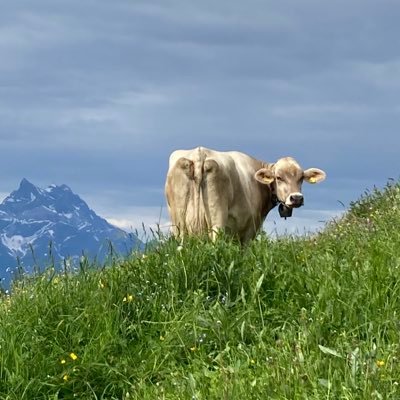 2021年スイス移住。フランス語圏の田舎で男の子2人(5歳と2歳)を育て中。東京住みワーママからの田舎暮らし専業主婦で戸惑いながら生きてる毎日。スイス情報収集用。フォロバは基本スイス在住の方や環境が似てる方優先してます。100いいね超えたらミュートしてます。