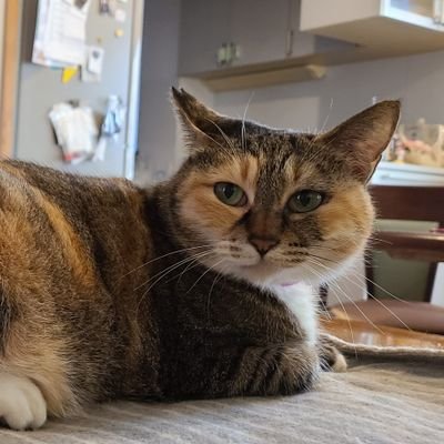 hanadon0112's profile picture. ドラクエタクトにどはまり！！同じくどハマりの同志大歓迎です！！  
非公式ヤンガスとラプソーンやってます( *´艸｀)
YouTubeでも検証動画や生配信などしております！お気軽にどうぞー

　　タクトギルド鼻どんず