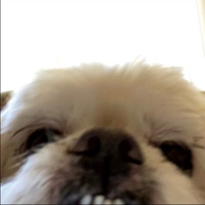 kitoblanc's profile picture. ex-adicto a Lima