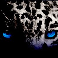 CTJ Jaguar๐ฅ (@softballjaguars) 's Twitter Profile Photo CTJ Jaguar๐ฅ (@softballjaguars) 's Twitter Profile Photo