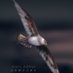 taru dabbles (@taru_dabbles) Twitter profile photo taru dabbles (@taru_dabbles) Twitter profile photo