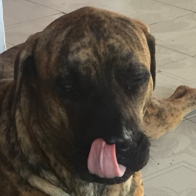 PerroRabiosos's profile picture. 💁🏽‍♂️