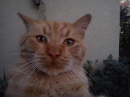 oso_ariel's profile picture. solo alguien k quiere ganar muchas cosas haciendo spam en twitter =P #Lodijeyque